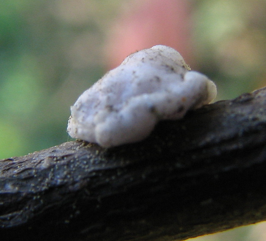 fiocchetto di schiuma bianca...(Ceroplastes)